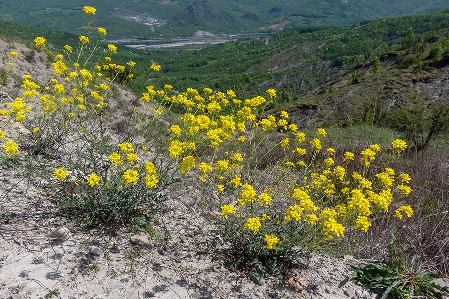 Erucastrum nasturtiifolium vs. Coincya monensis ssp. cheiranthos